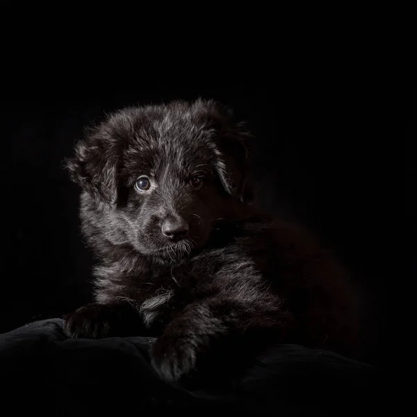 Schwarzer langhaariger Schäferhund Welpe auf schwarz — Stockfoto