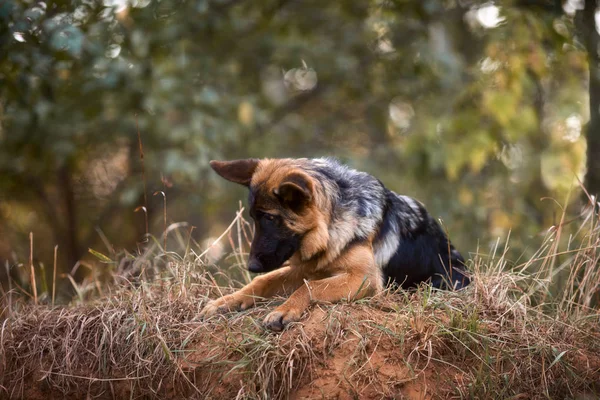 Utomhus porträtt av unga tyska vallhund — Stockfoto