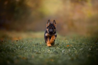 Yavru Alman çoban köpeğinin bir sonbahar park 