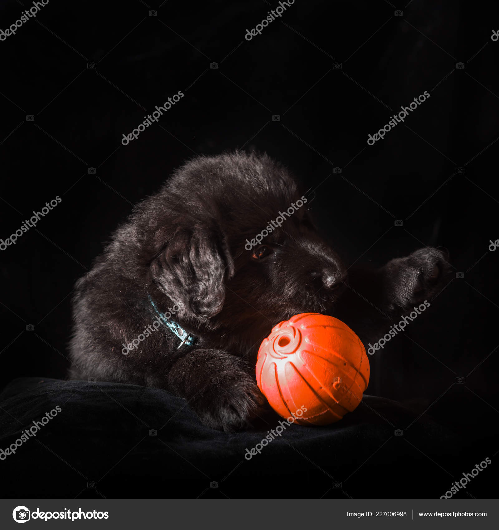 Black And Brown Long Haired German Shepherd Black Long Haired