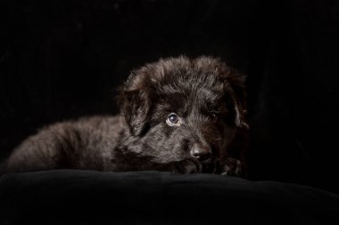 Siyah uzun saçlı Alman çoban köpek yavrusu siyah