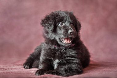 Uzun saçlı siyah Alman çoban köpek yavrusu stüdyo 