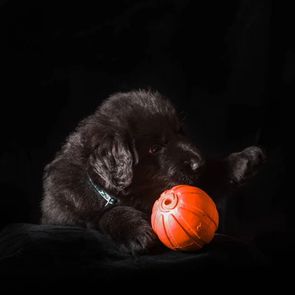 Negro de pelo largo pastor alemán cachorro en negro —  Fotos de Stock