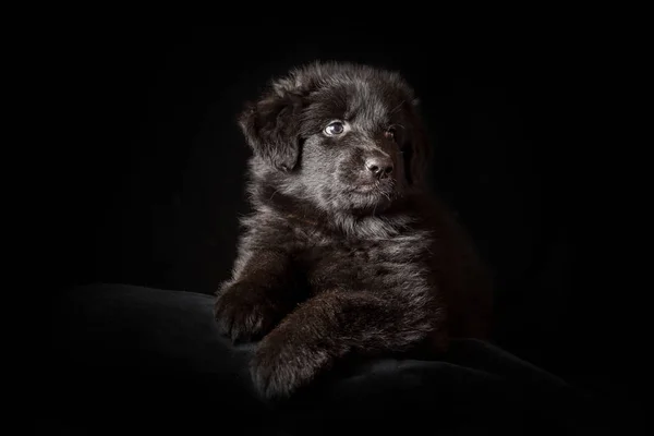 Μαύρο μακρυμάλλης γερμανικού shepherd κουτάβι σε μαύρο — Φωτογραφία Αρχείου