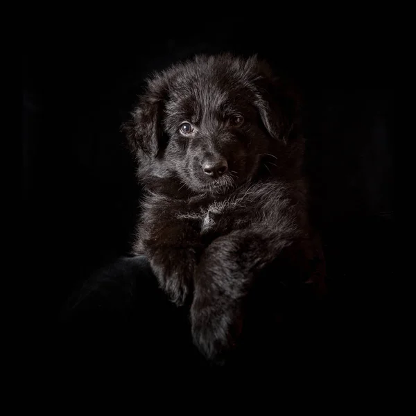 Schwarzer langhaariger Schäferhund Welpe auf schwarz — Stockfoto