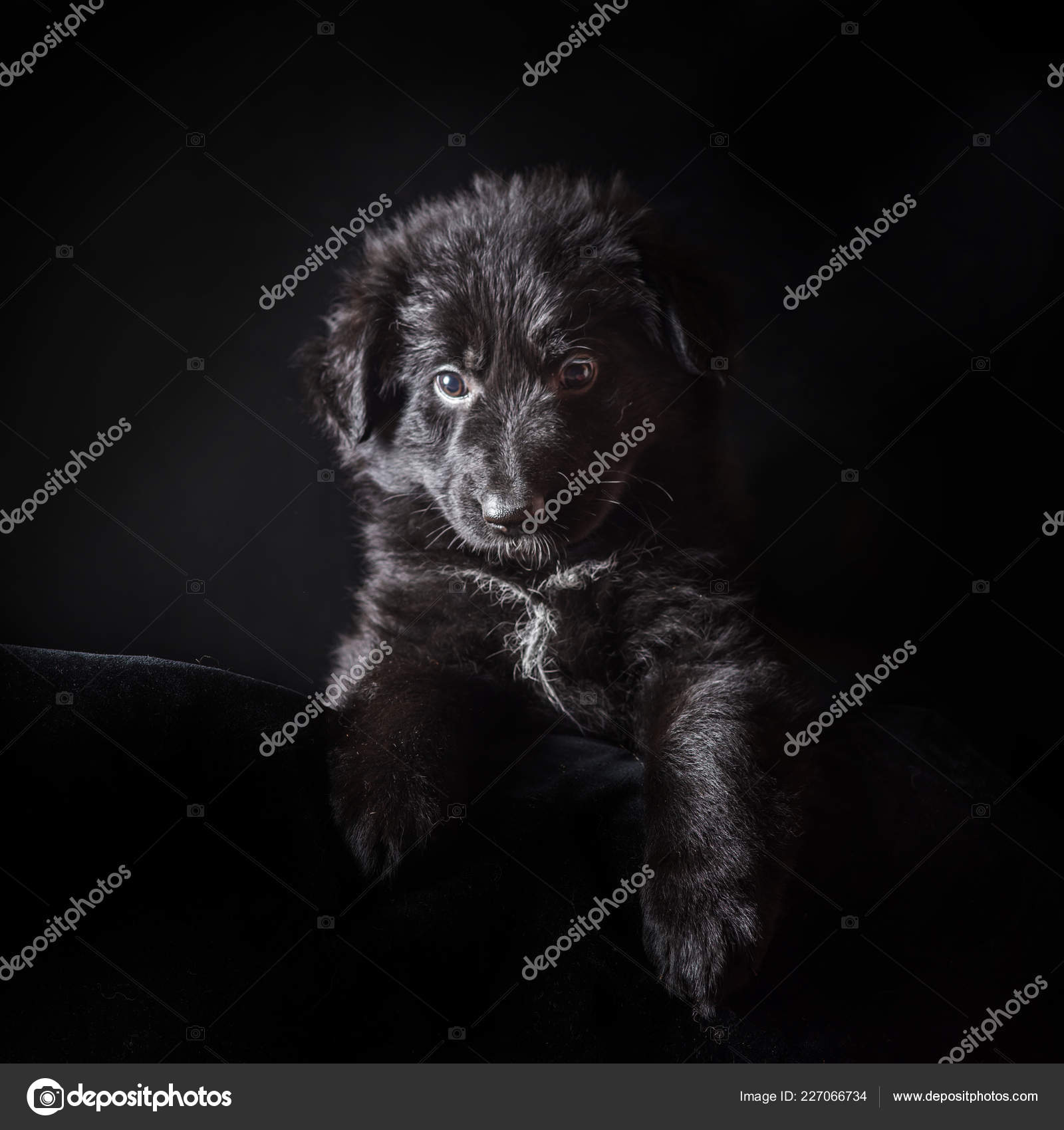 Black Long Haired German Shepherd Puppy On Black Stock Photo