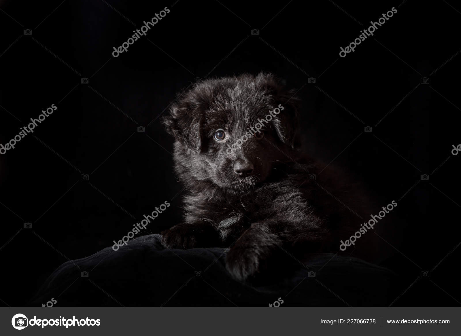 Black Long Haired German Shepherd Puppy On Black Stock Photo