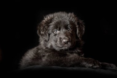 Siyah uzun saçlı Alman çoban köpek yavrusu siyah