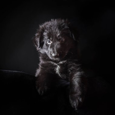 Siyah uzun saçlı Alman çoban köpek yavrusu siyah