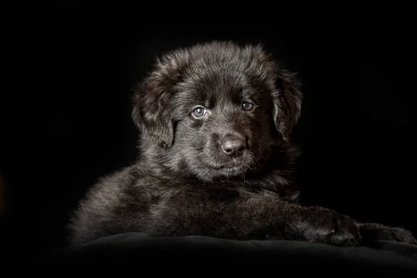 Black  long-haired German shepherd puppy on black — Stock Photo, Image