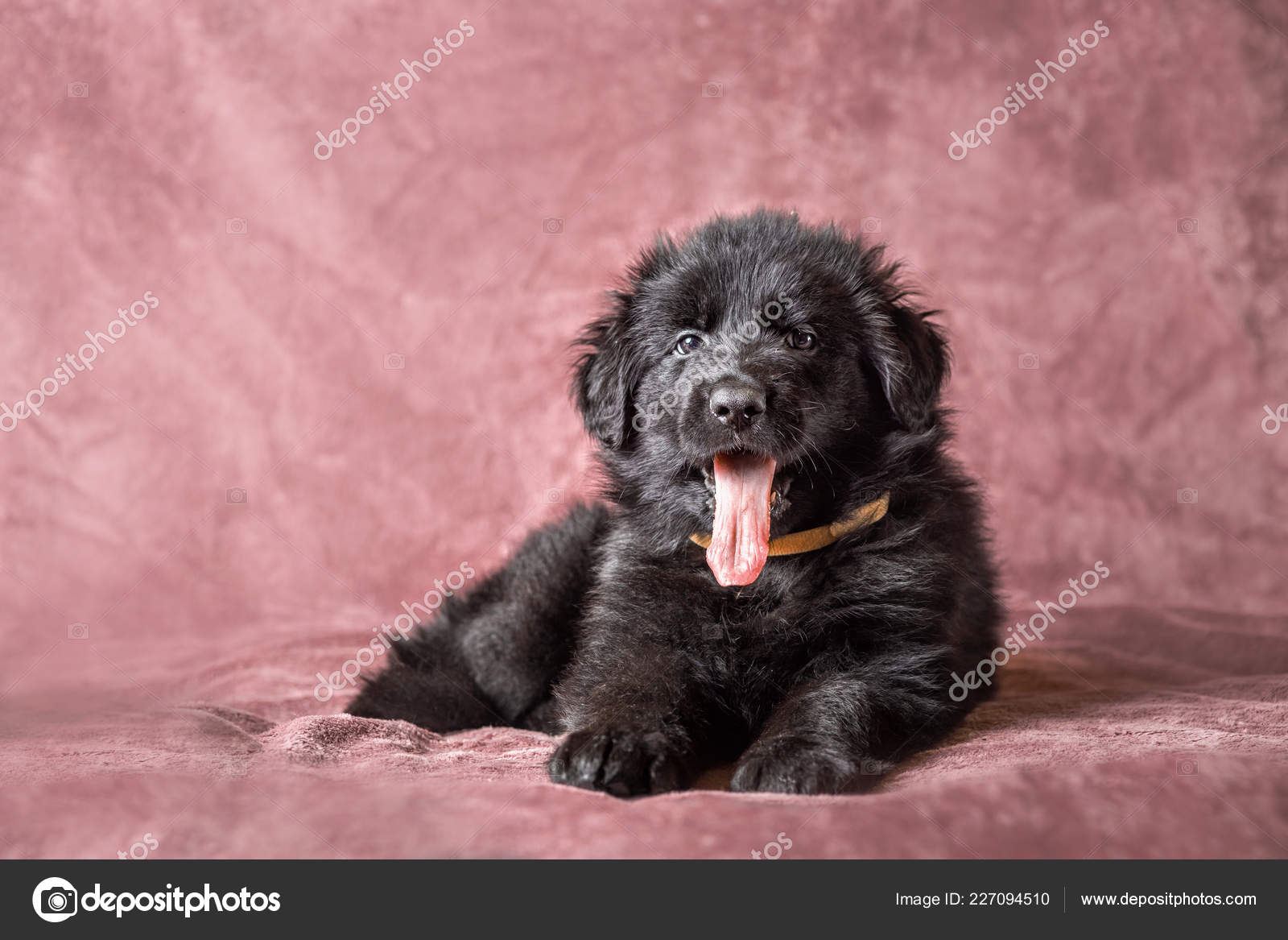 Studio Petit Chien à Poil Long Noir Allemand Berger