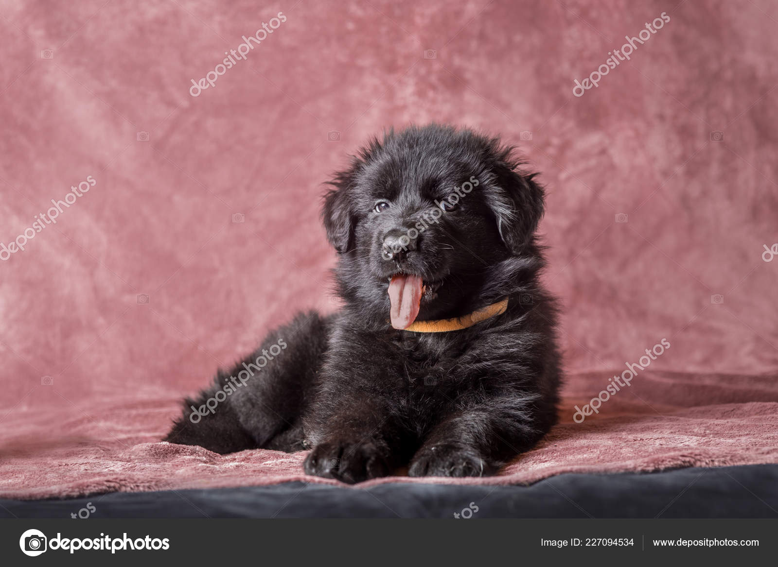 Long Haired Black German Shepherd Puppy Studio Stock Photo