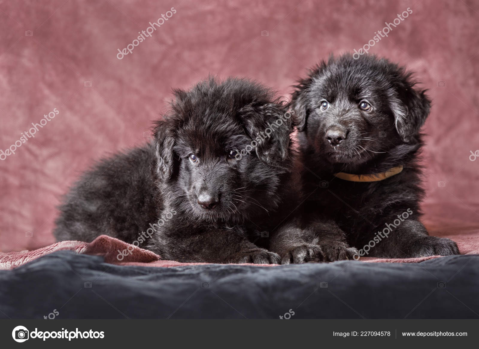 Long Haired Black German Shepherd Puppy Studio Stock Photo
