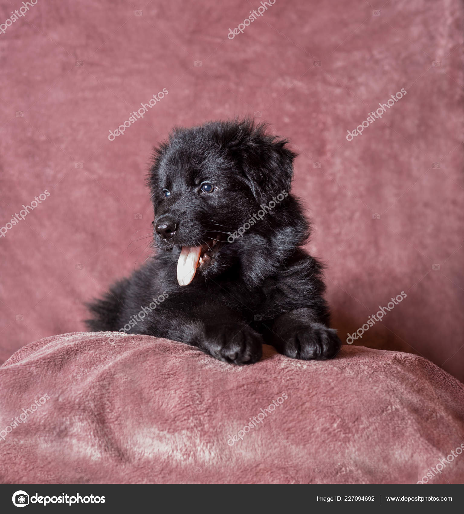 Studio Petit Chien à Poil Long Noir Allemand Berger