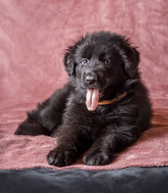 Uzun saçlı siyah Alman çoban köpek yavrusu stüdyo 