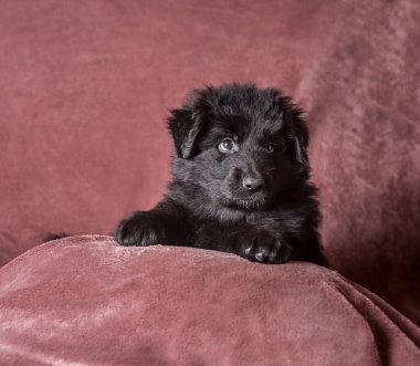 6 haftalık uzun saçlı siyah Alman çoban kukla stüdyo portre renkli arka plan üzerinde
