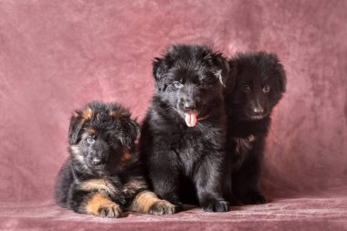Uzun saçlı Alman çoban köpek yavrusu stüdyo portre
