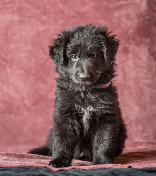 Long-haired black German shepherd puppy studio