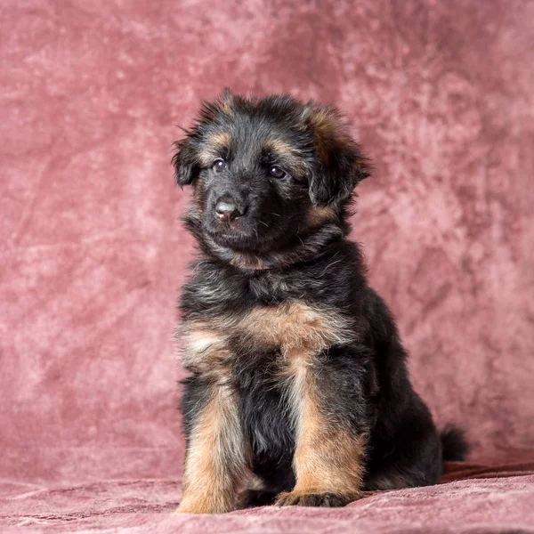 Длинноволосый немецкий портрет щенка-овчарки — стоковое фото