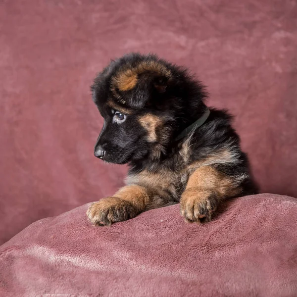 Длинноволосый немецкий портрет щенка-овчарки — стоковое фото