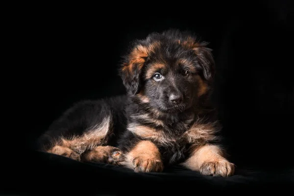 German shepherd puppies studio portrait on black — Stock Photo, Image
