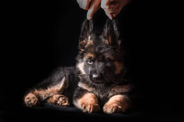 Schäfer valpar studio porträtt på svart — Stockfoto