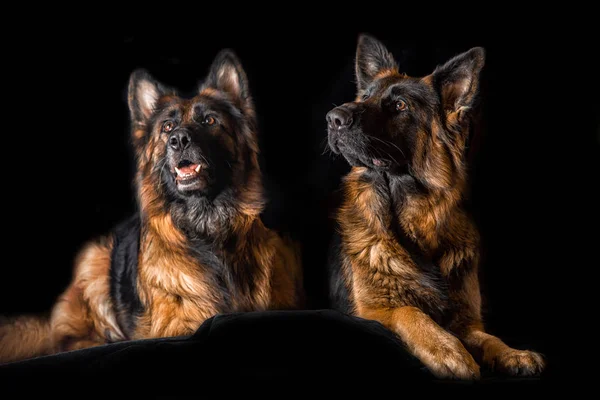 Estúdio retrato belos cães pastor alemão — Fotografia de Stock