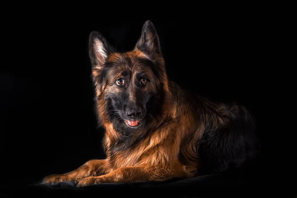 Studioporträt schöner deutscher Schäferhund — Stockfoto