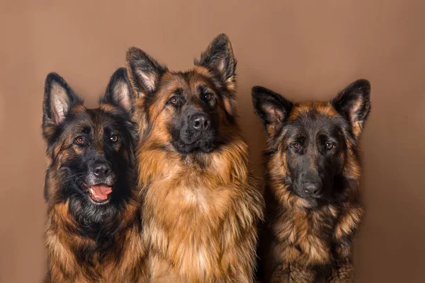 Stüdyo portre güzel Alman çoban köpekleri — Stok fotoğraf