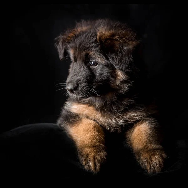 Deutsche Schäferhunde Welpen Studioporträt auf schwarz — Stockfoto