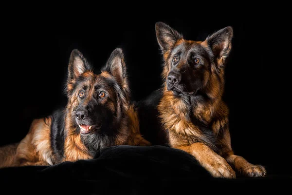 Studiový portrét krásné německých ovčáků — Stock fotografie