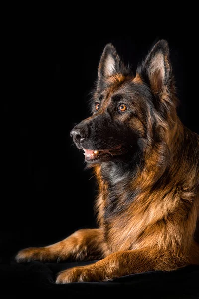 Stúdió portré gyönyörű Németjuhász kutya — Stock Fotó