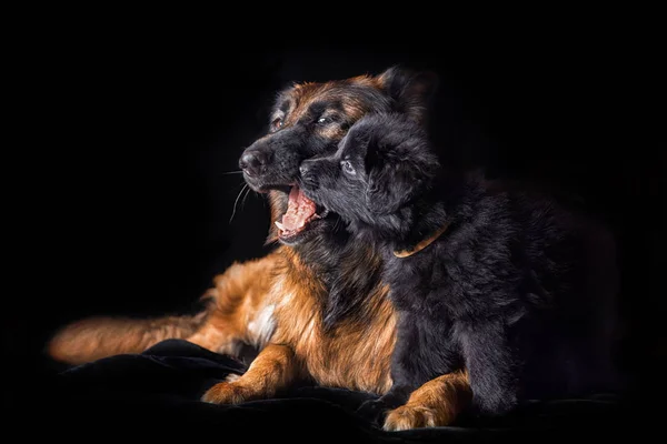 Studio porträtt Tysken Fåraherde hund med valp — Stockfoto