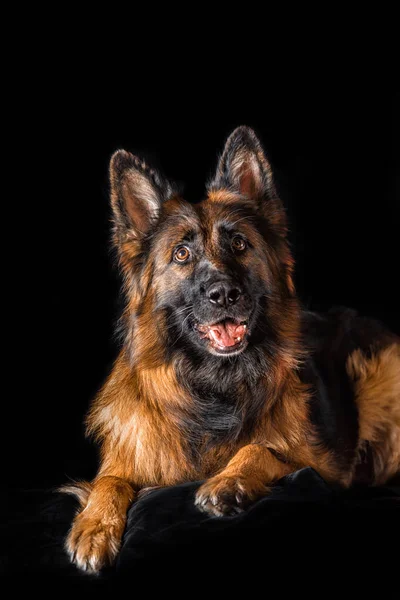 Estúdio retrato belo cão pastor alemão — Fotografia de Stock