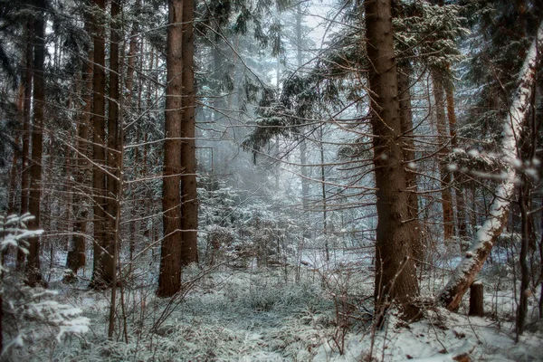 Foresta sotto la neve alla sera soleggiata — Foto Stock