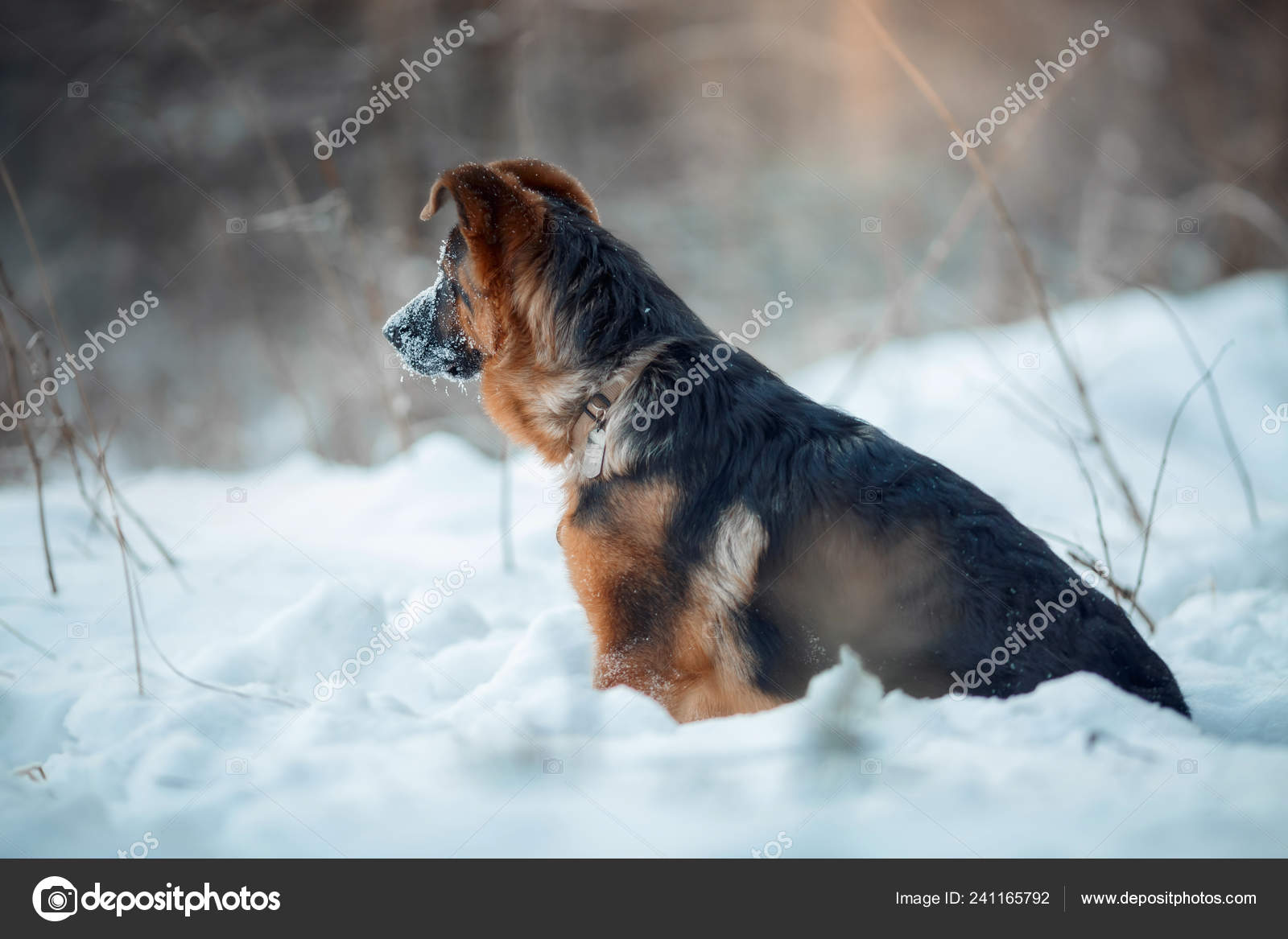 Red german shepard puppy winter portrait — Stock Photo © JuliaSha