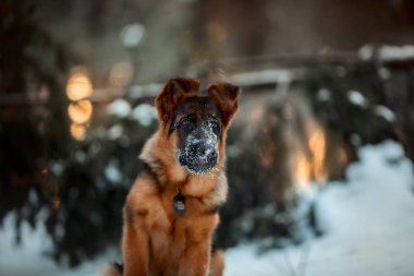 Kırmızı Alman shepard köpek yavrusu kış portresi