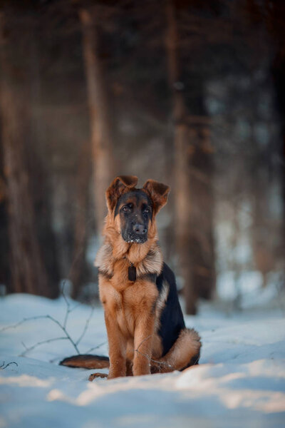 Red cute german shepard 4-th months puppy portrait  at snow at the winter.