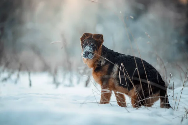 Rosso tedesco pastore cucciolo inverno ritratto — Foto Stock