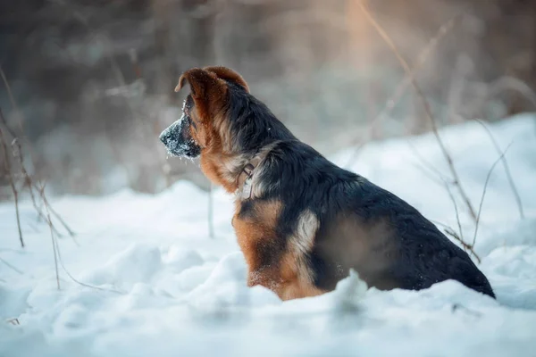 Röd tysk shepard puppy vintern porträtt — Stockfoto