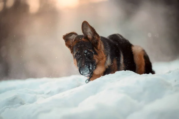 Kırmızı Alman shepard köpek yavrusu kış portresi — Stok fotoğraf