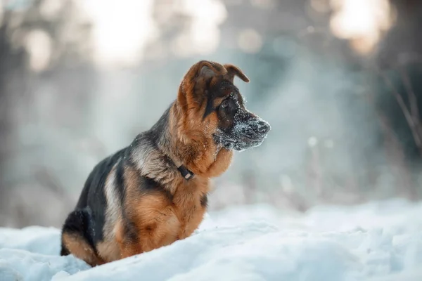 Red german shepard puppy winter portrait — Stock Photo, Image