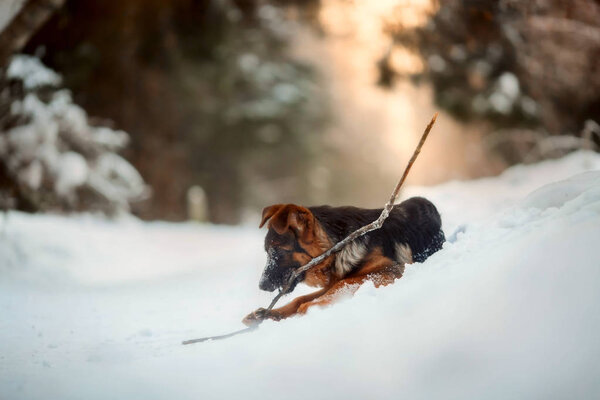 Red german shepard puppy winter portrait