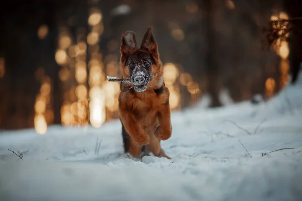 Kırmızı Sevimli Alman Shepard Köpek Yavrusu Portre Kış Kar — Stok fotoğraf