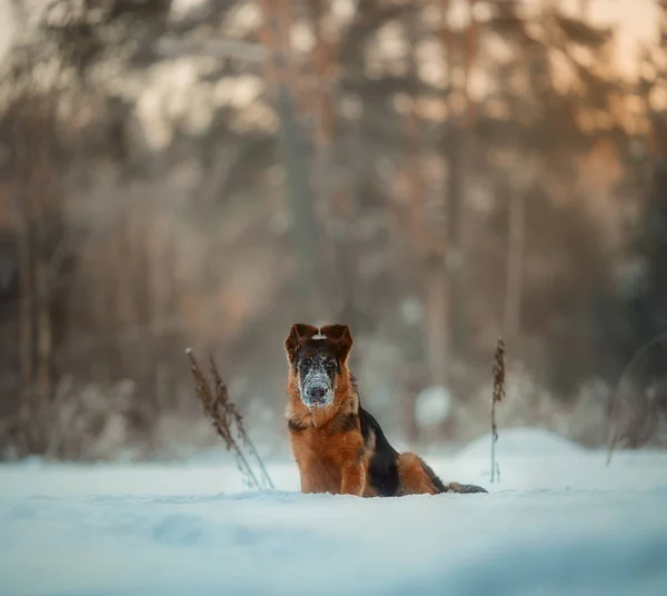 Red german shepard puppy winter portrait — Stock Photo, Image