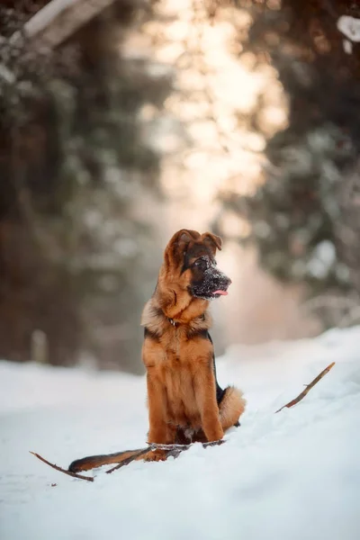 红色德国谢帕德小狗冬季肖像 — 图库照片