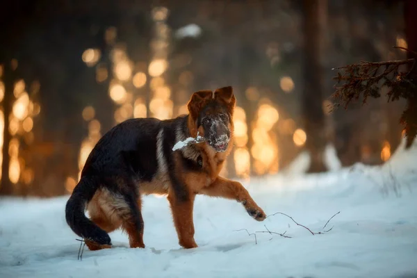 Kırmızı Alman shepard köpek yavrusu kış portresi — Stok fotoğraf