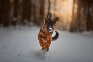Kırmızı Alman shepard köpek yavrusu kış portresi