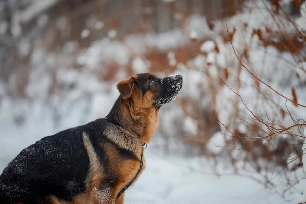 Kırmızı Alman shepard köpek yavrusu kış portresi — Stok fotoğraf