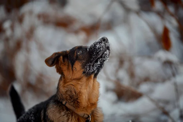 Rosso tedesco pastore cucciolo inverno ritratto — Foto Stock